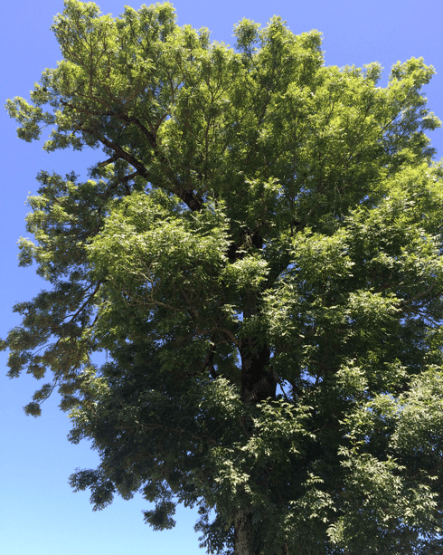 Esche (Fraxinus excelsior)