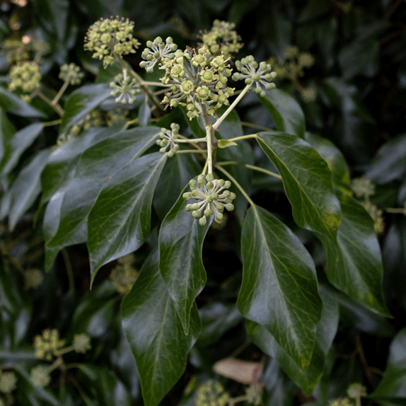 Heilpflanzen für chronische Erkrankungen bei Hunden, Katzen und Pferden