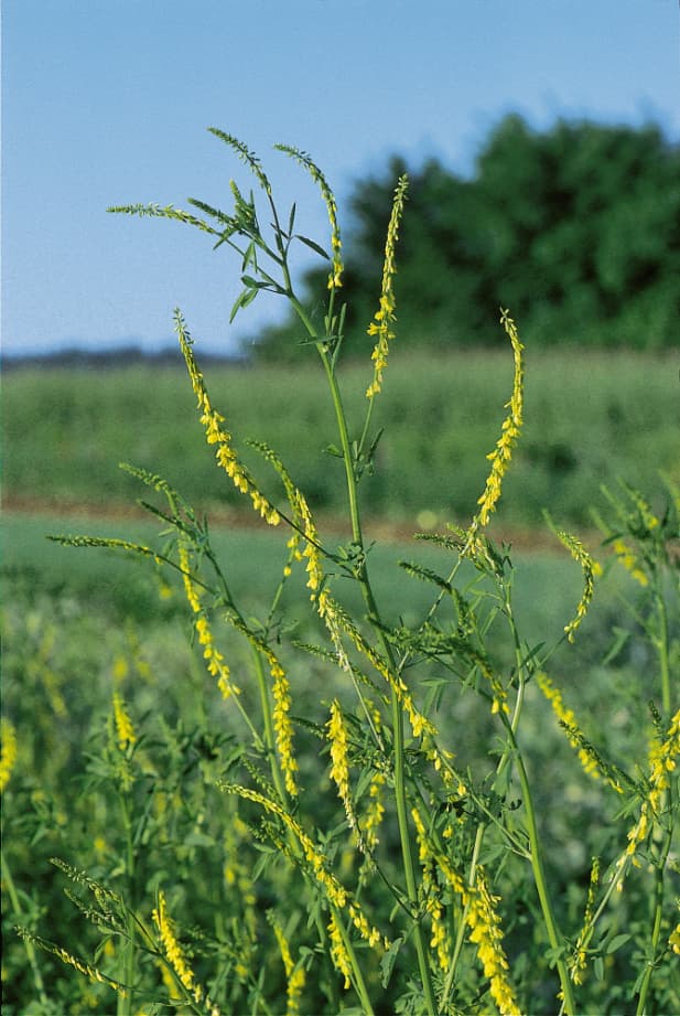 Steinklee (Melilotus officinalis)