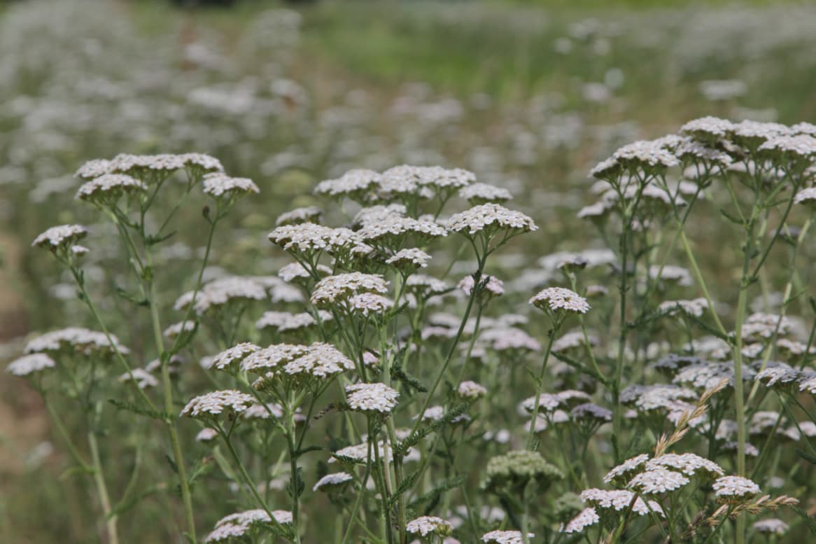 Schafgarbe (Achillea millefolium)
