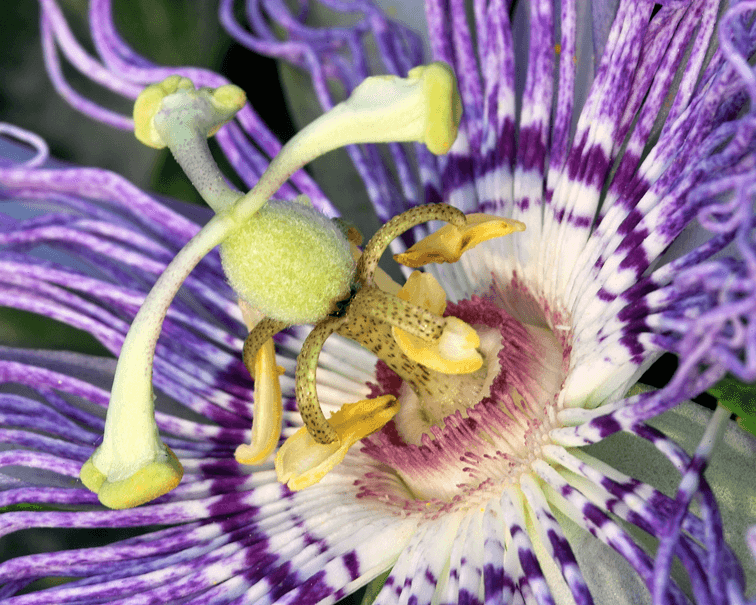 Passionsblume (Passiflora incarnata)
