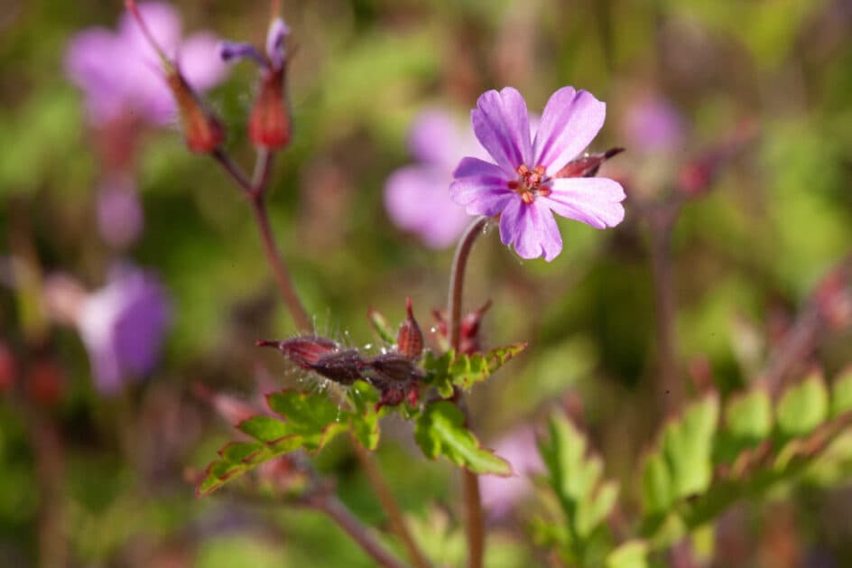 Heilpflanzen in der Frauenheilkunde – Kinderwunsch